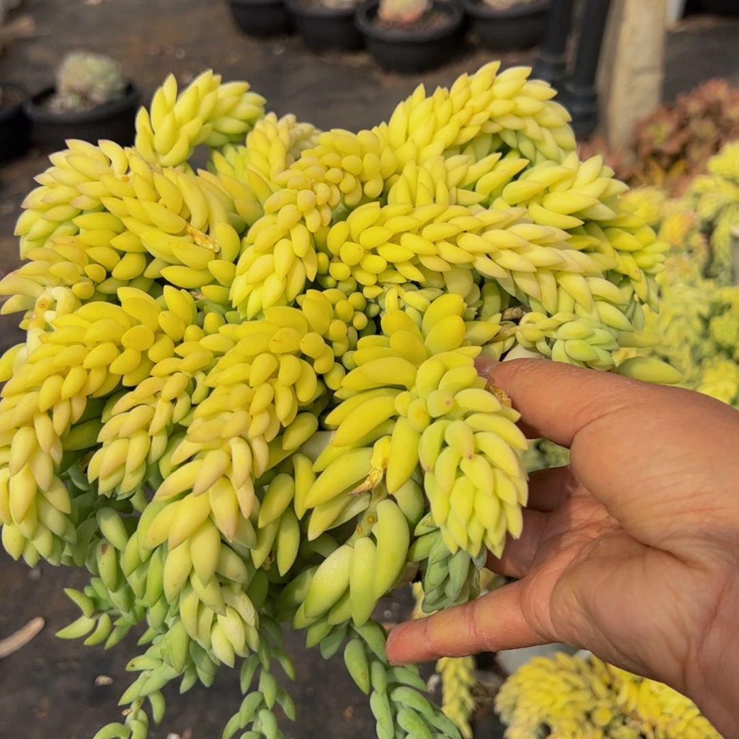 象牙玉坠大盆带盆土