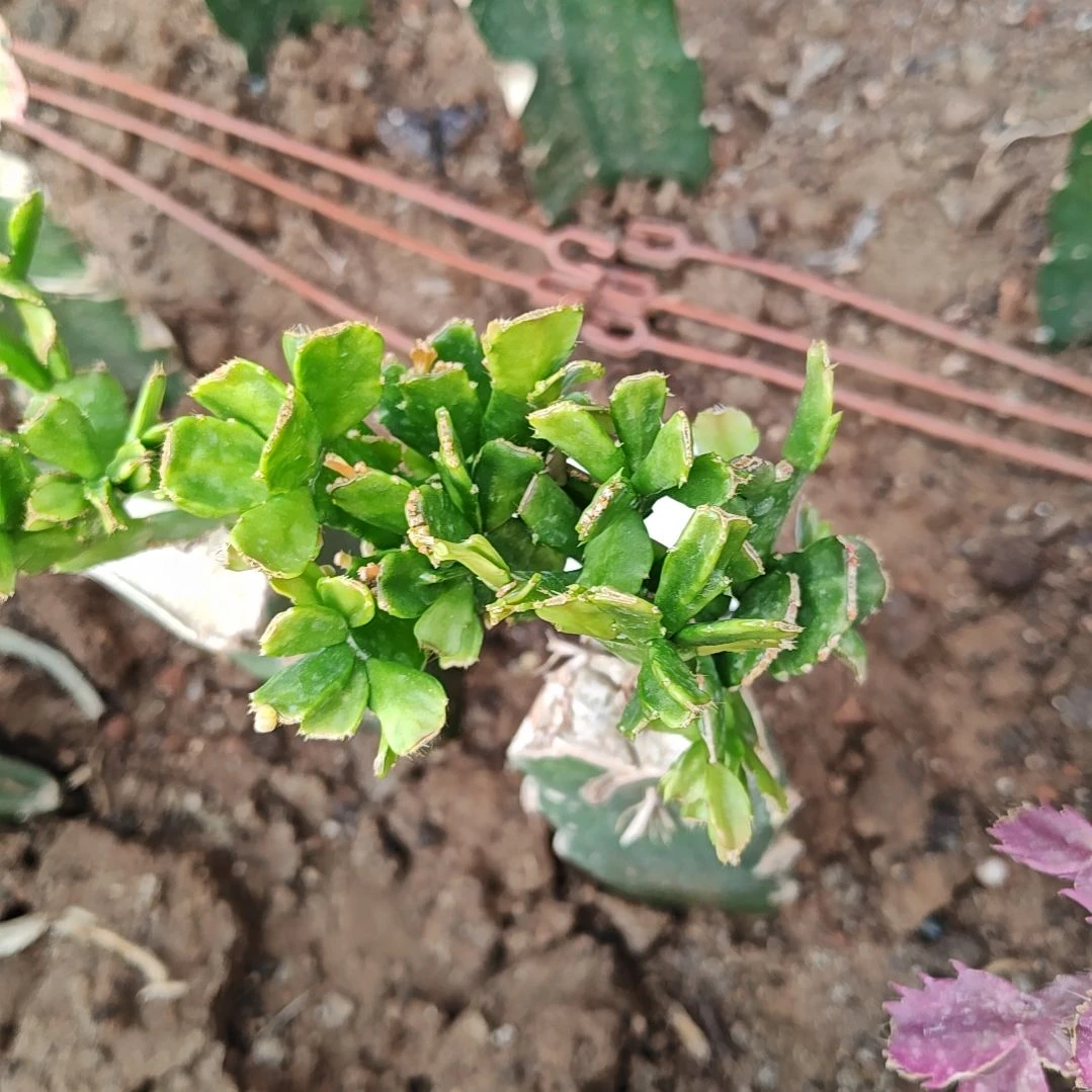 028橙红重瓣脱土易掉苞芽864