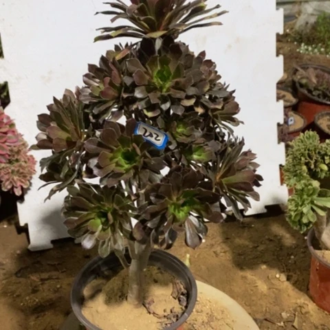 灰发灰豆一物一拍