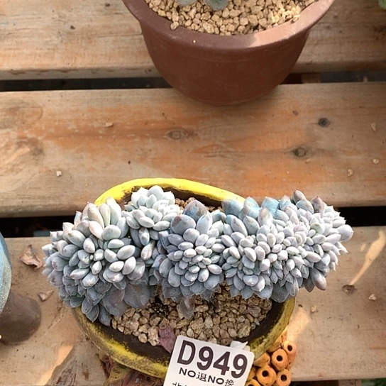 菩提子缀化949  亏本处理退款拉黑需延迟发货