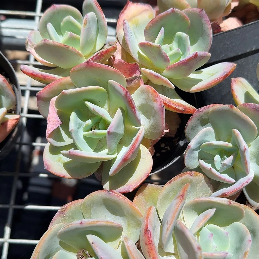 老庄白凤多肉植物