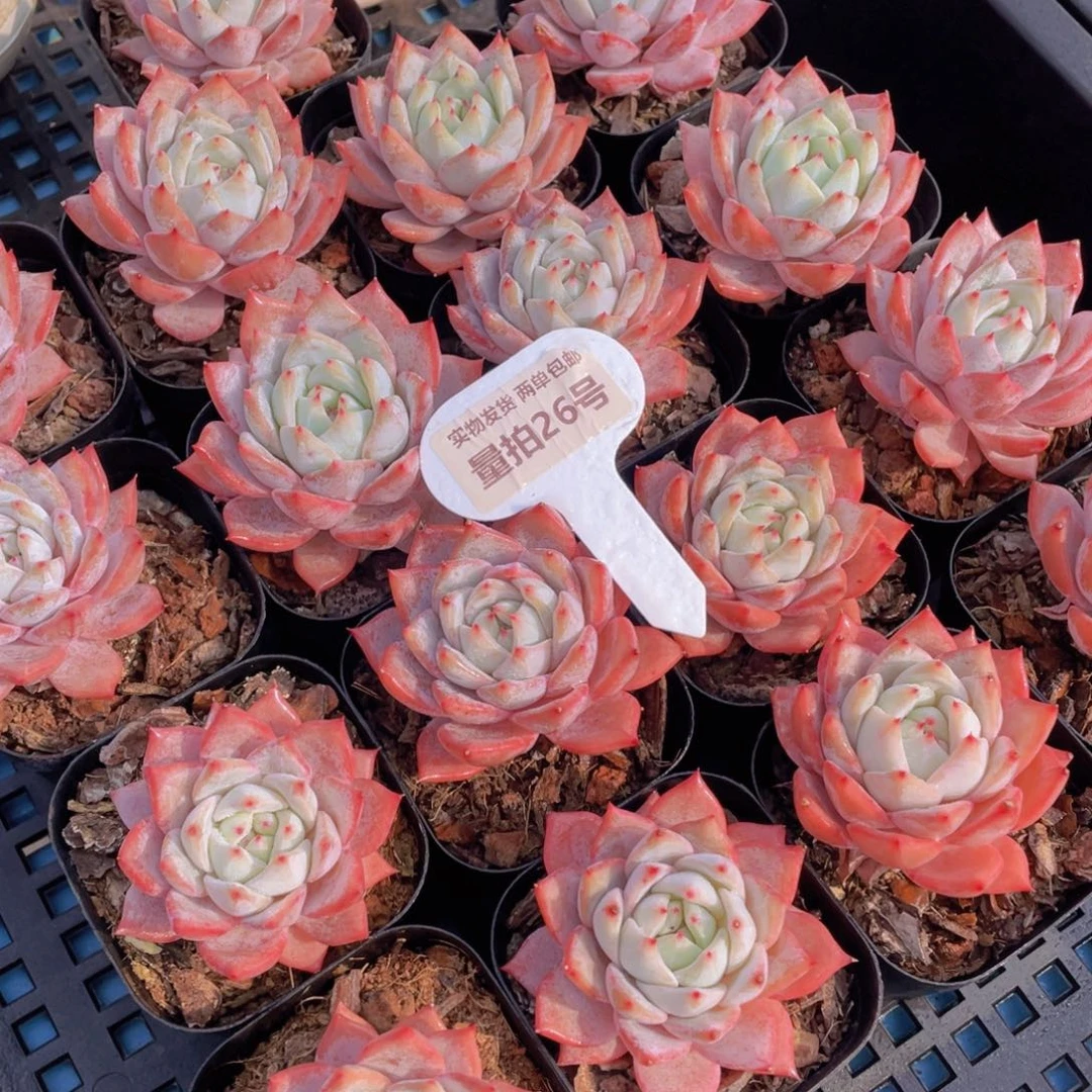 量拍26号韩版粉蓝鸟单头一个