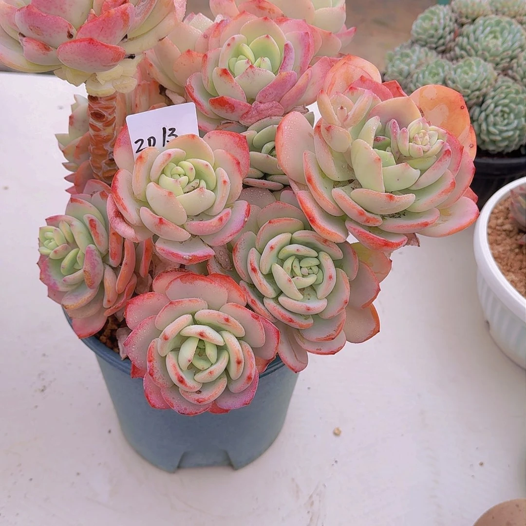 燕*2013白月光多肉植物