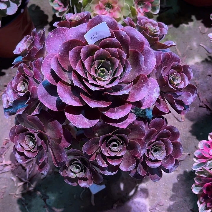 多肉植物魅金玫瑰00226