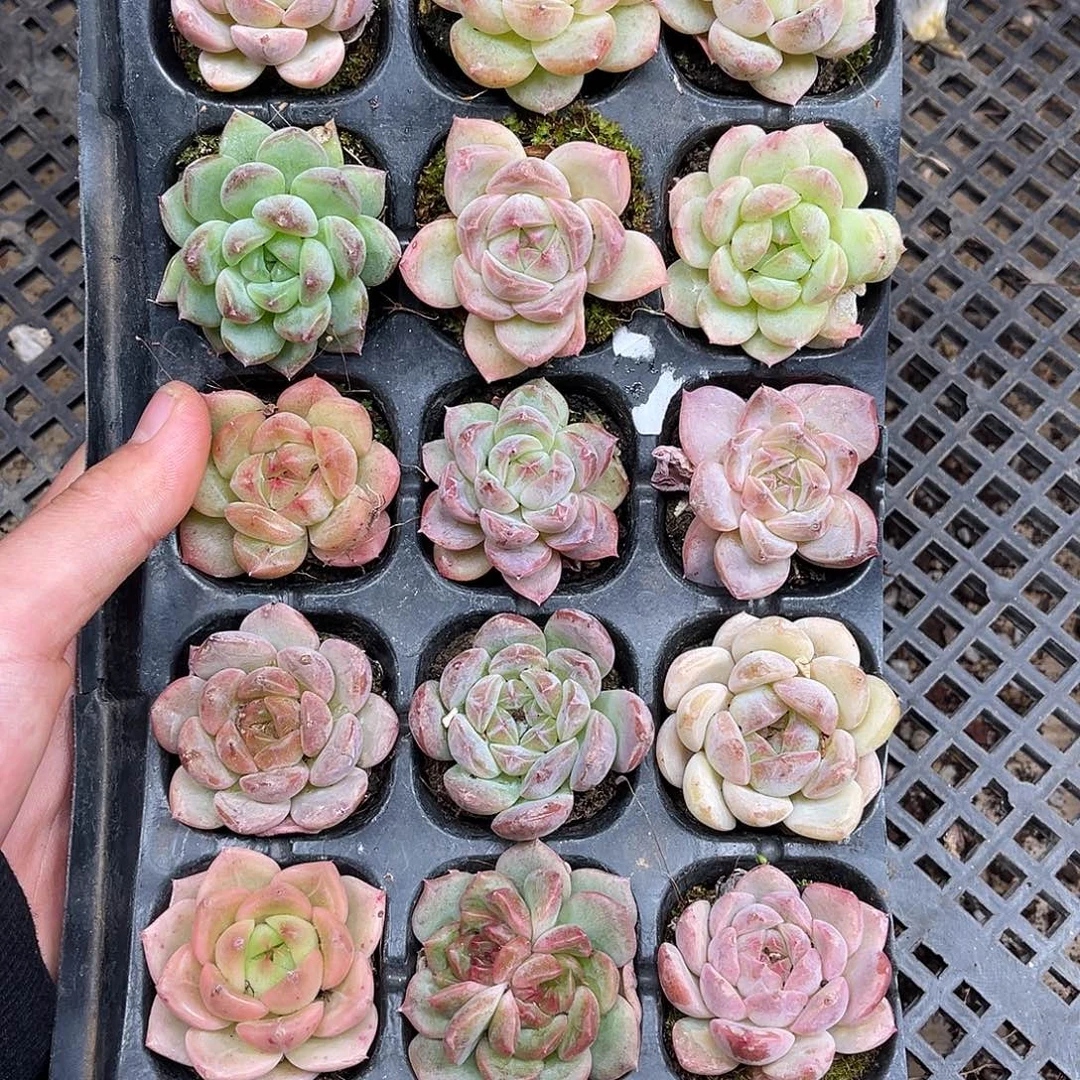 多肉一物一拍10-74