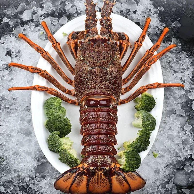 澳龙红龙新鲜龙虾肉质饱满1-2斤/只