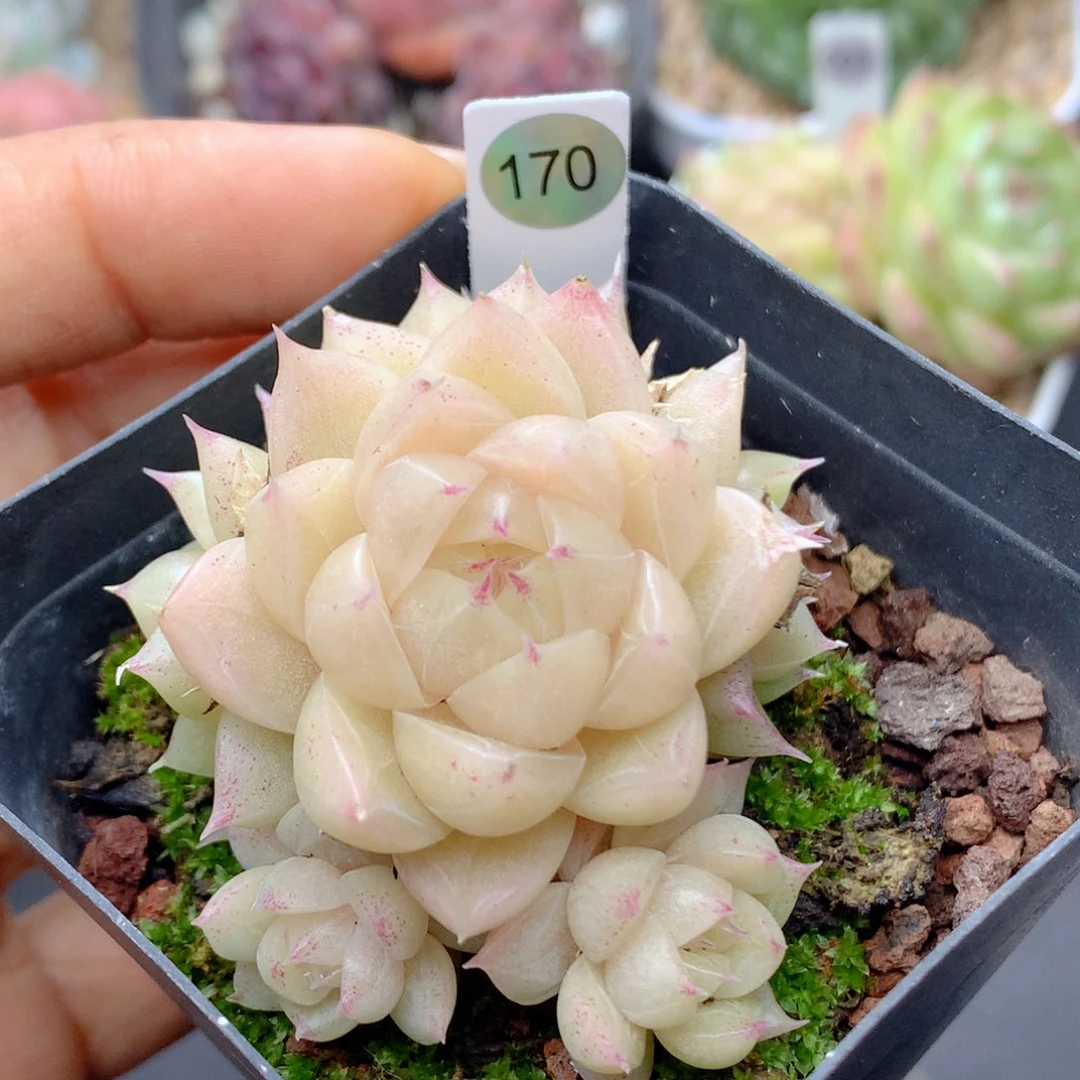 58包邮  群生不包整170