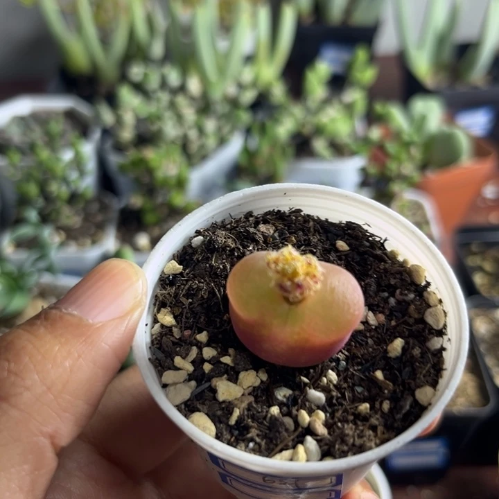 621 毛汉尼多肉植物