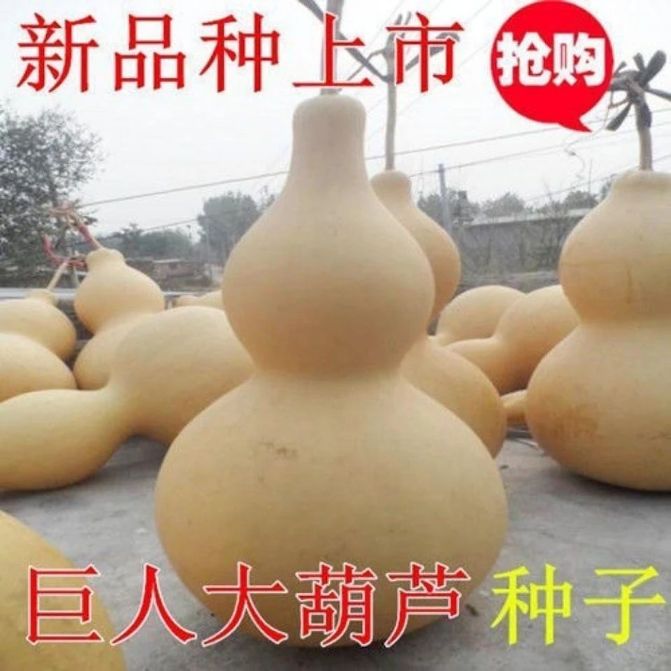 蛐蛐葫芦种子大宝葫芦