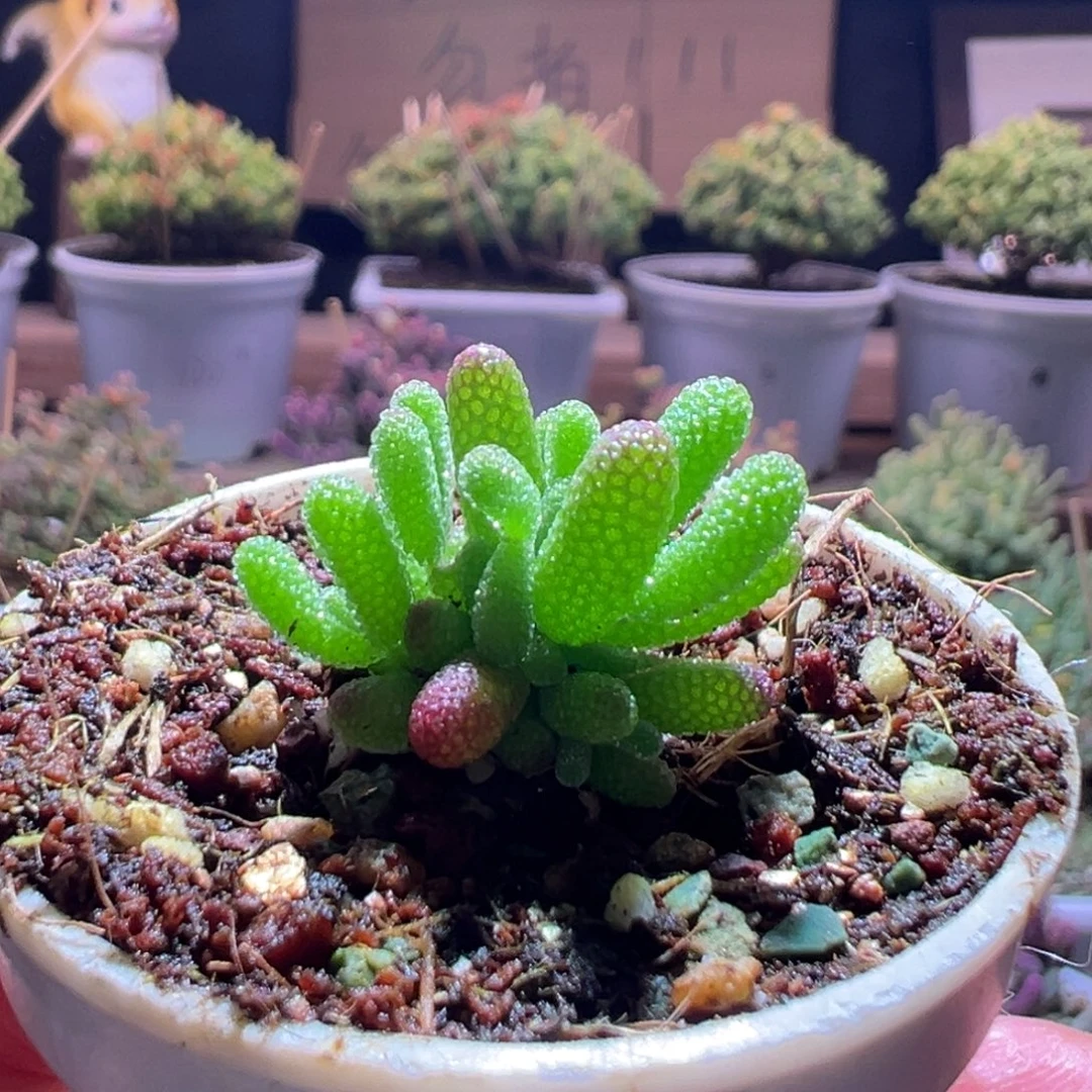 99橘子糖一物一拍包开箱