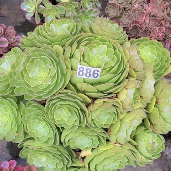艾***姐多肉植物一个沙拉碗
