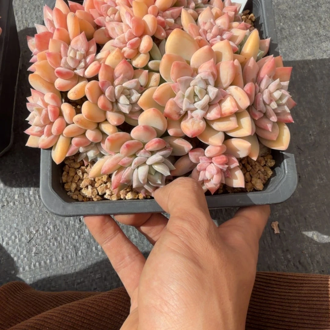 一物一拍精控白雪公主朵朵缀103