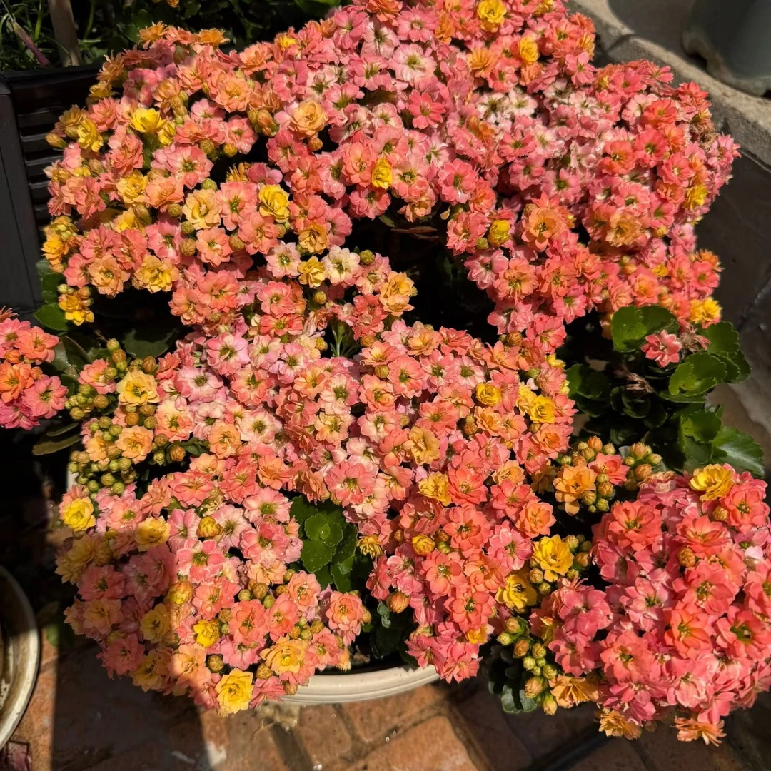 变色龙（满花苞版本）130盆