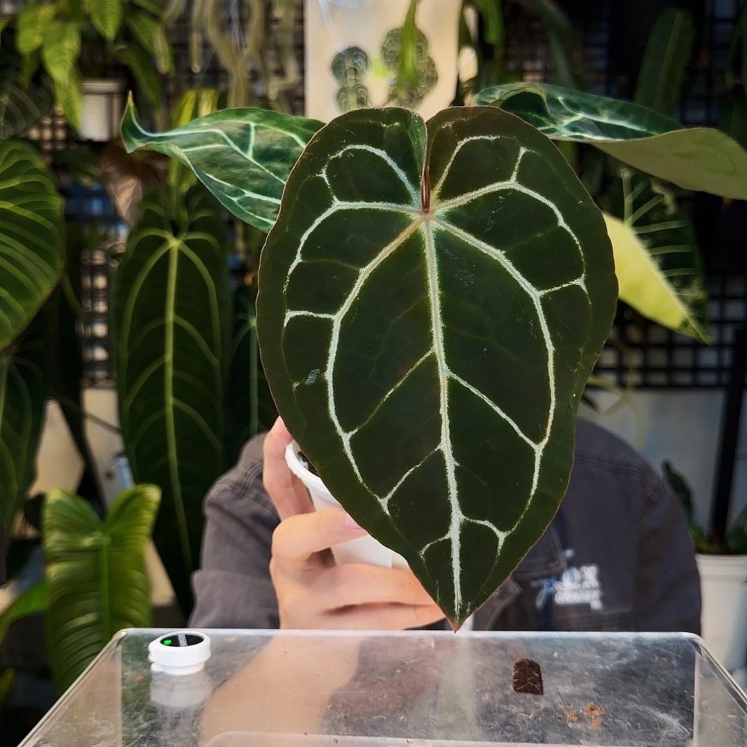 不开花植物H75 红水晶杂南美黑水晶