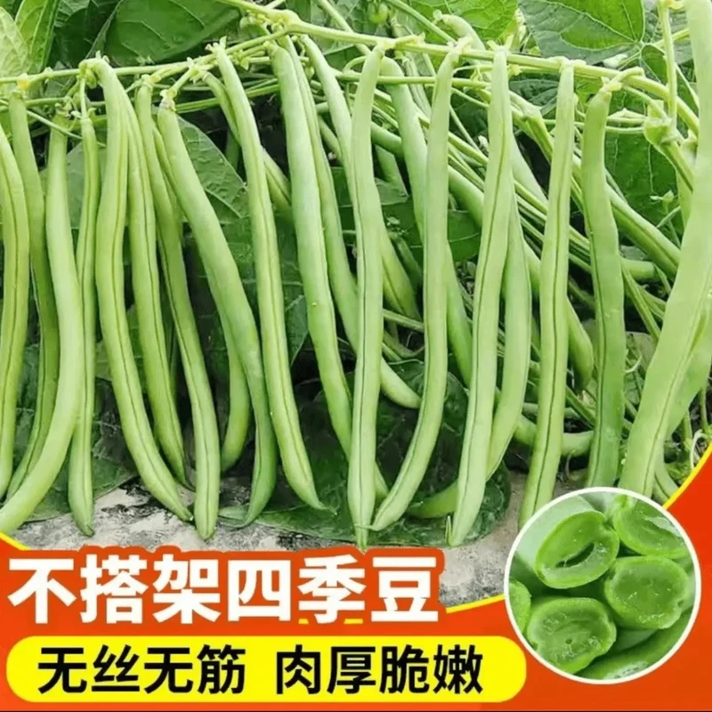 【无架四季豆种子】早生供豆家庭阳台小院盆栽地栽不搭架四季豆种籽