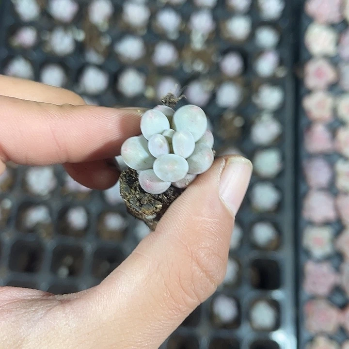 精品汤圆满9.9包邮