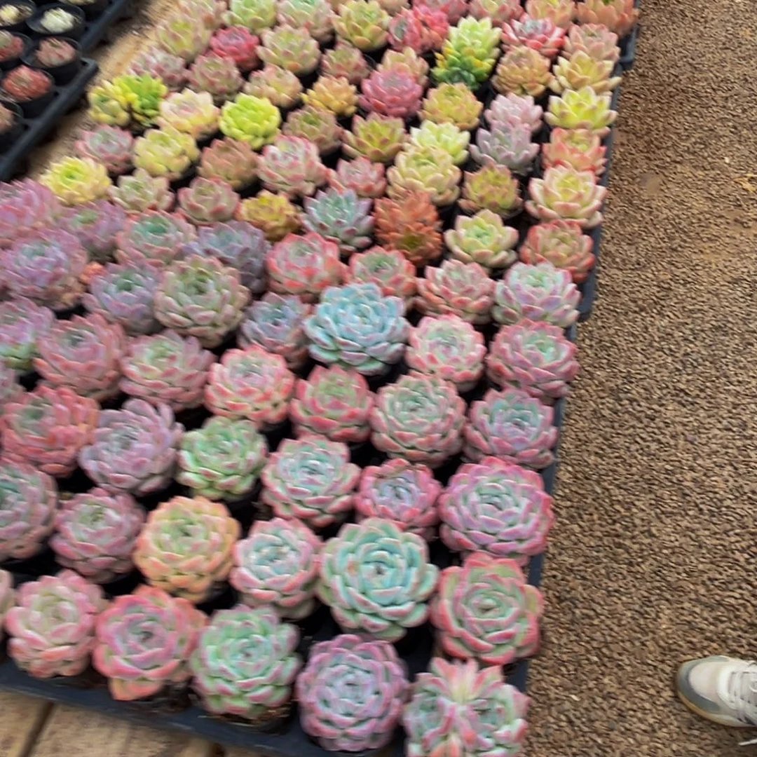 龙***纺335多肉植物和植物在这里