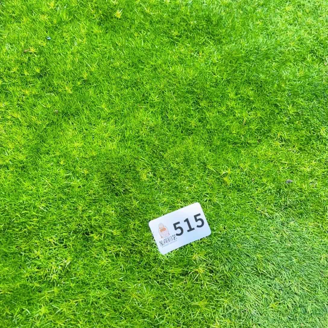 @****多肉植物多肉植物