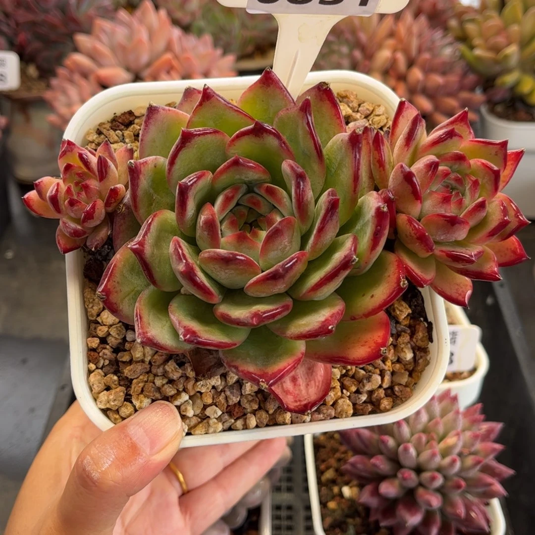 0831 天冷必拍保温箱