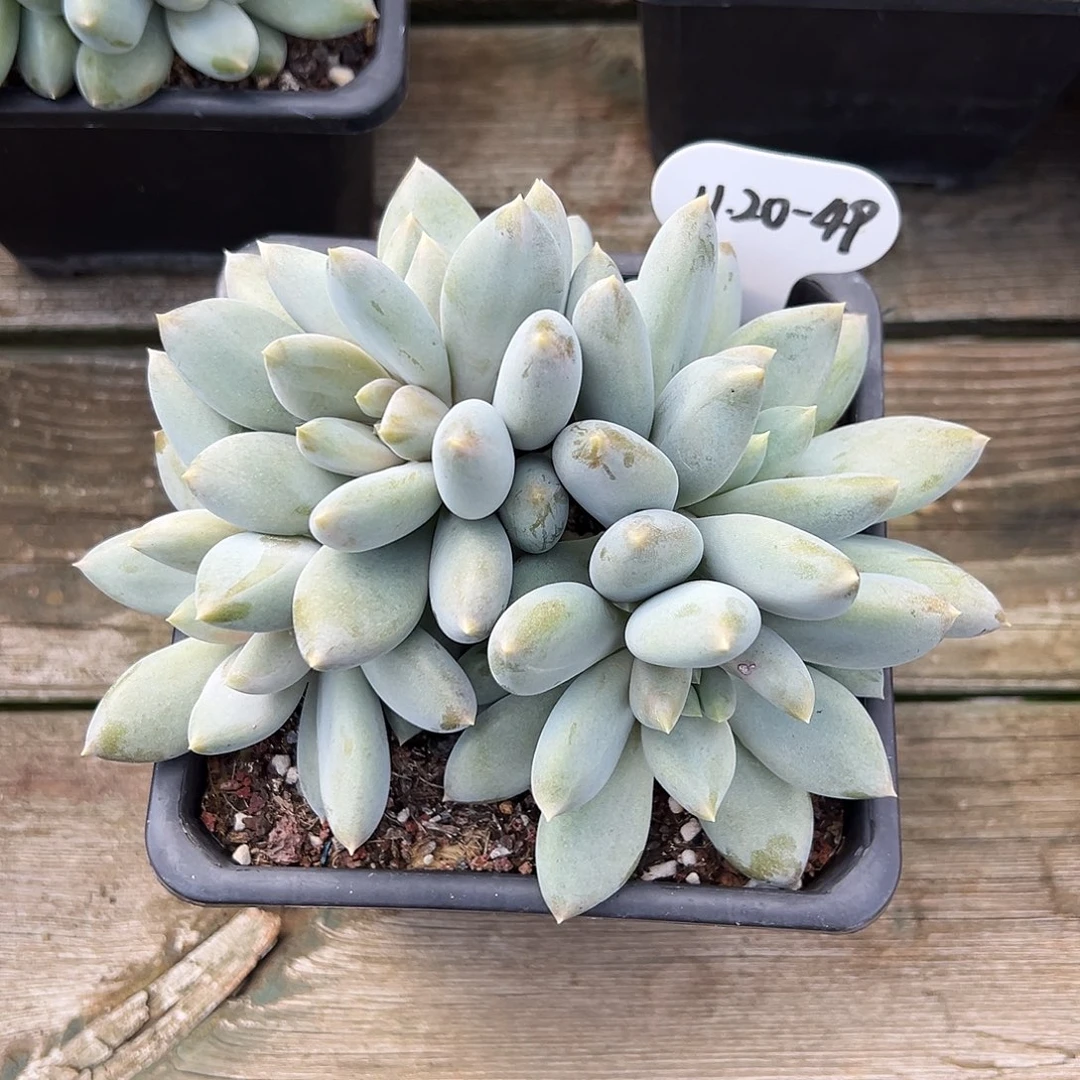 M***u1120-49黄胖体哥特