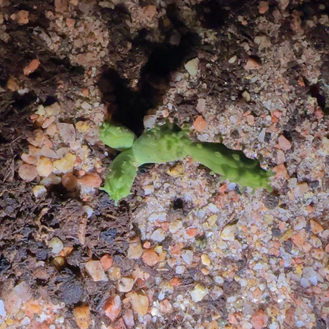 碟***迪块根植物块根植物