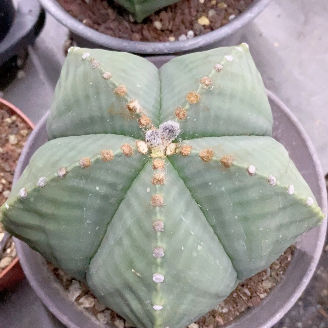 摸****仙人球实生鸾凤玉脱土