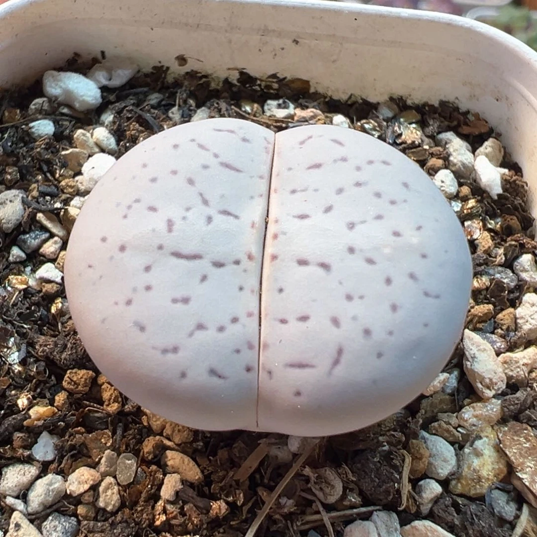 482多肉植物种类多样