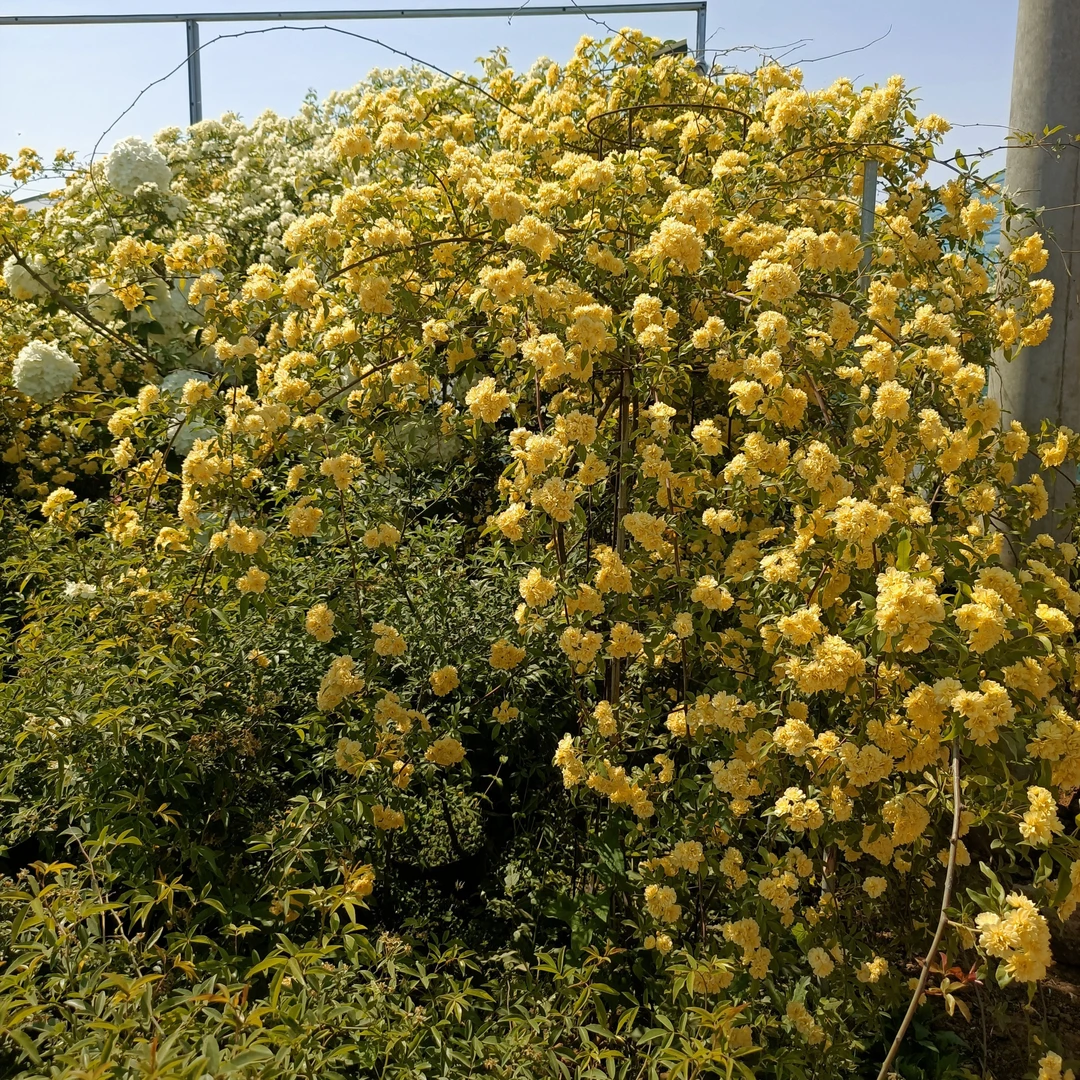 木香爬藤植物可做花墙花架长廊花柱等