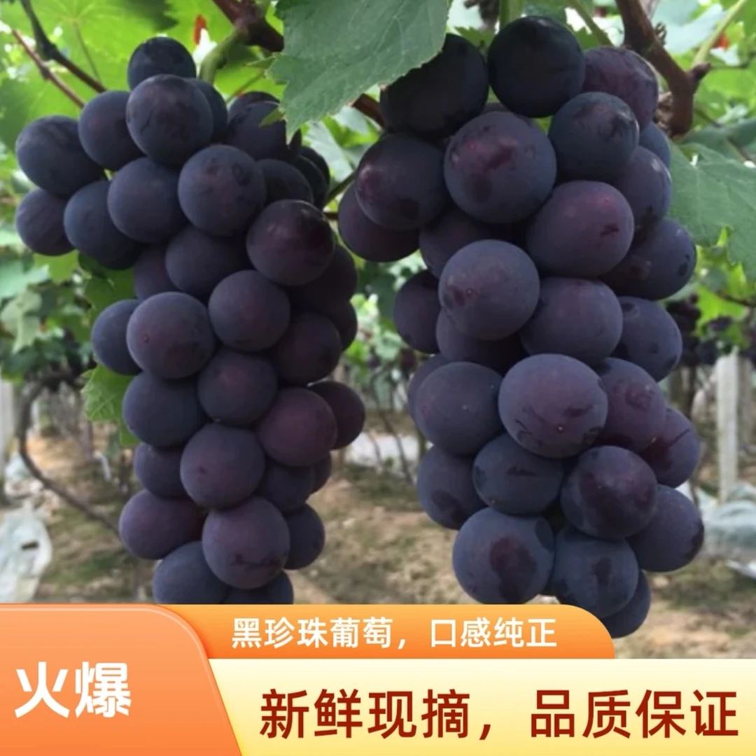 【现摘巨峰葡萄】正宗新鲜采摘果园直发葡萄整串新鲜应季新鲜水果