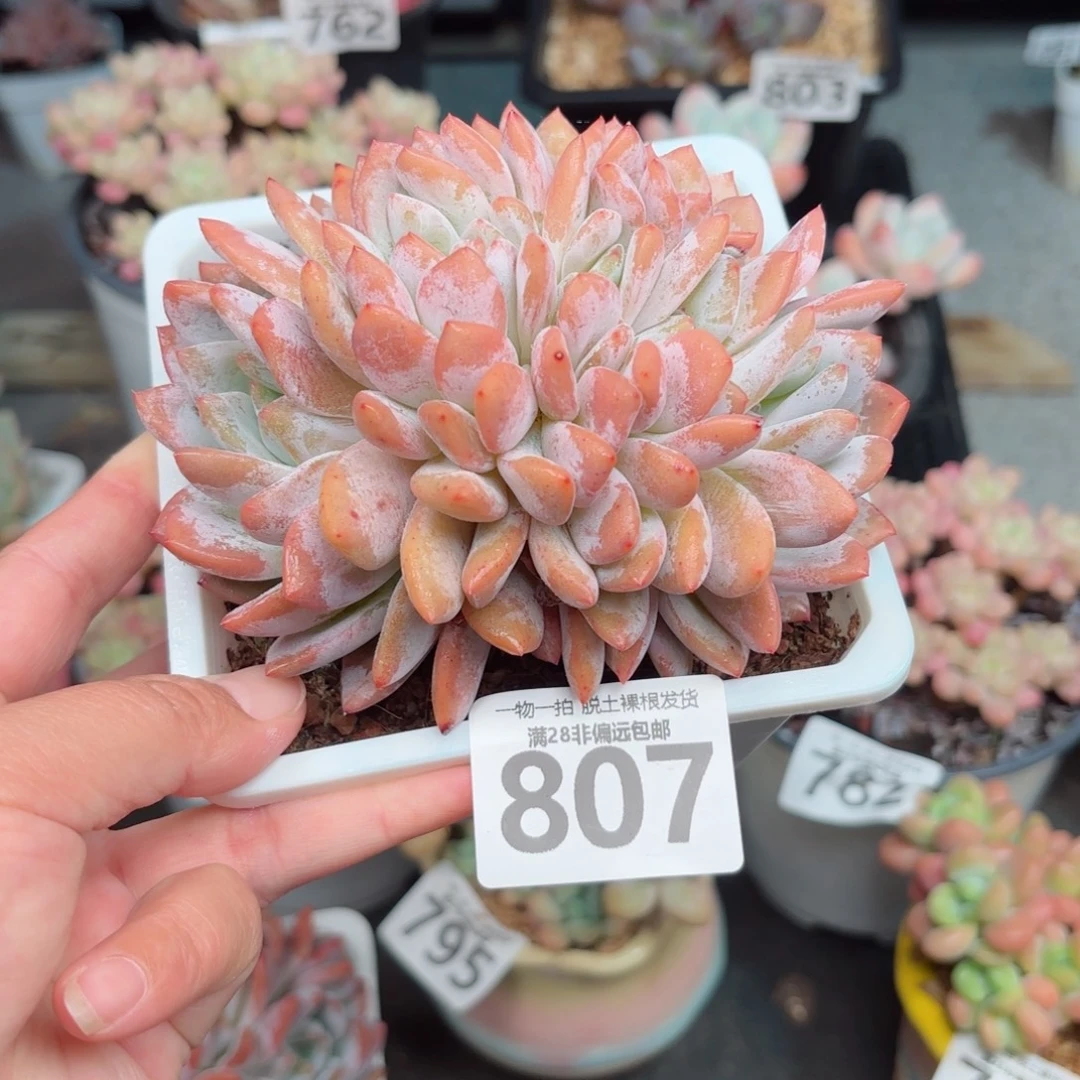 橙梦露缀化无盆土发货