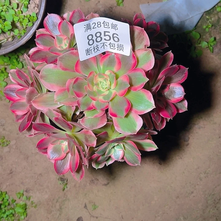 8856红女郎多肉植物