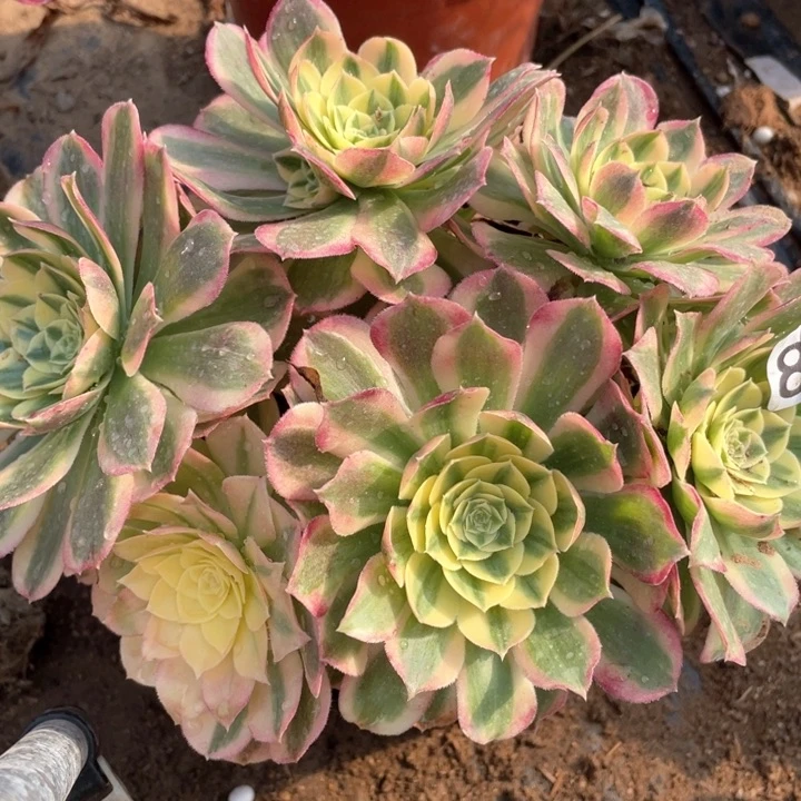 857多肉植物玉姿