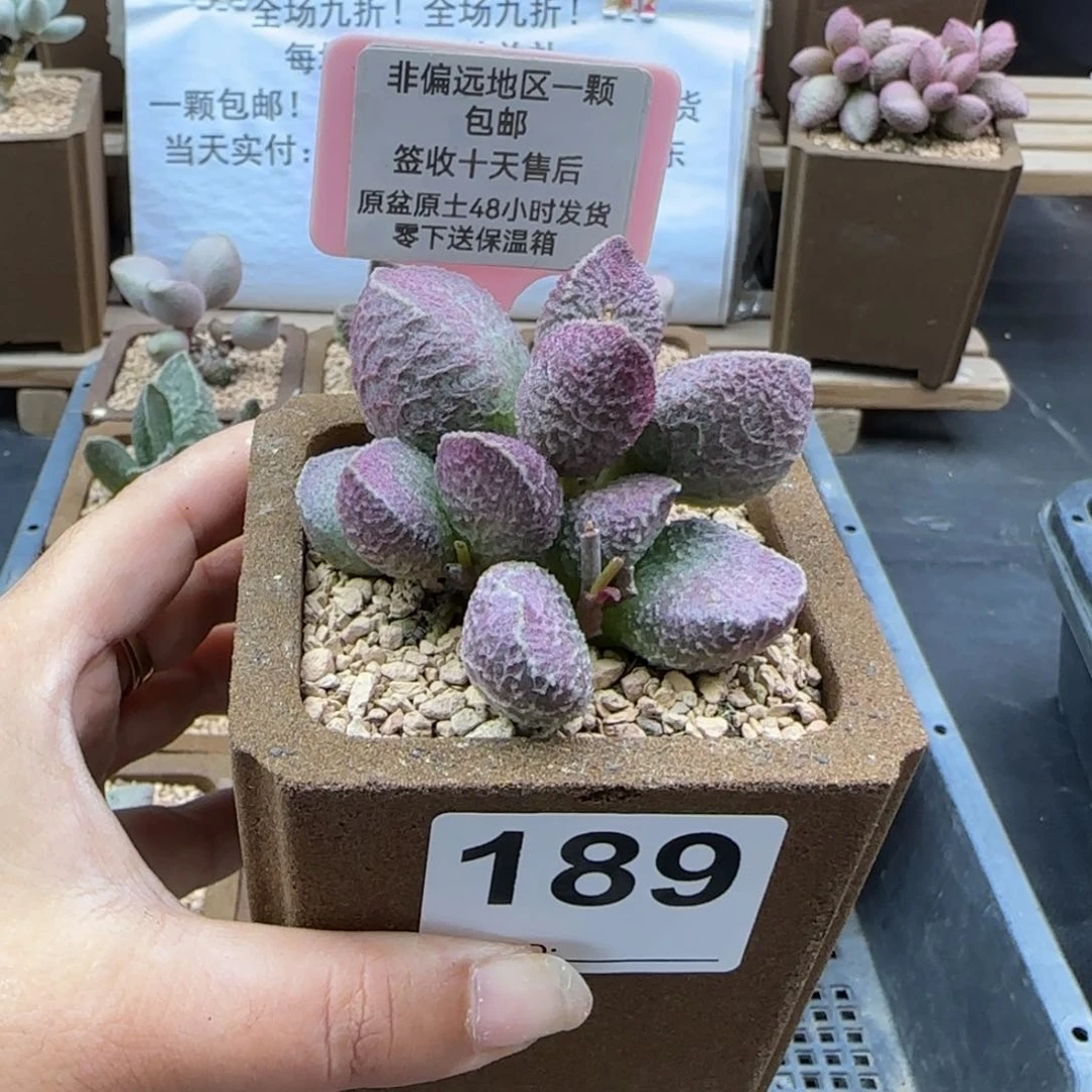 189哈莫猪肝多肉植物