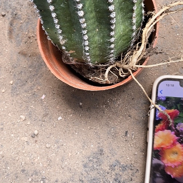 激流仙人球25666788