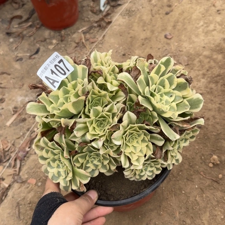 绿豆沙……多肉植物……