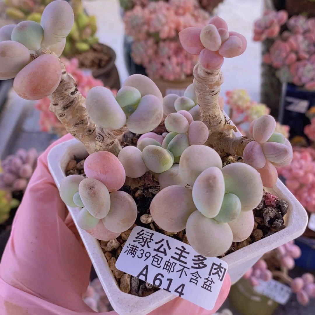 洛神老桩8cm614多肉植物