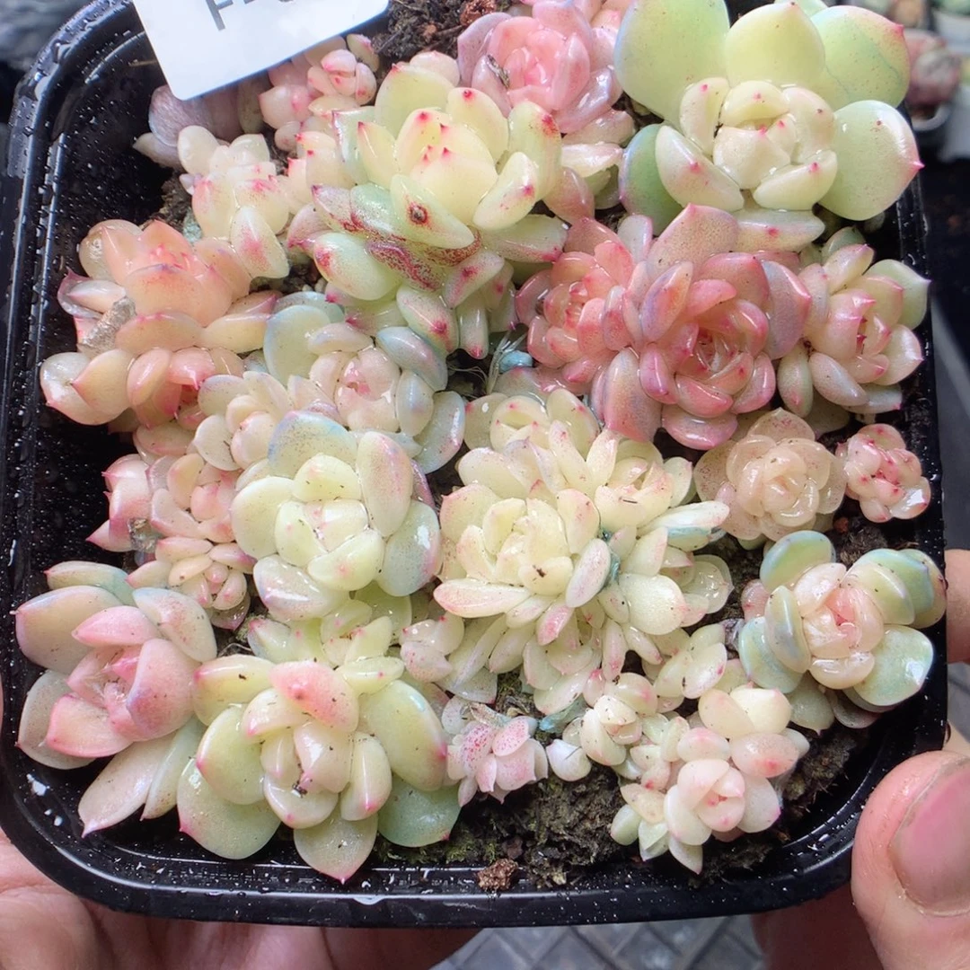 无花朵F30 yyyyyyyy