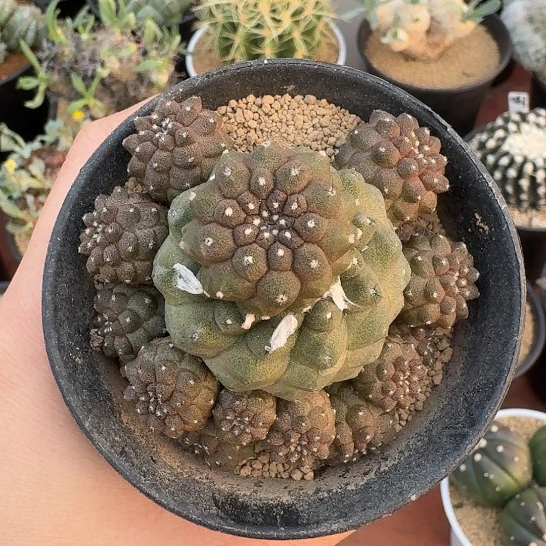 蜥蜴虾仙人球12345