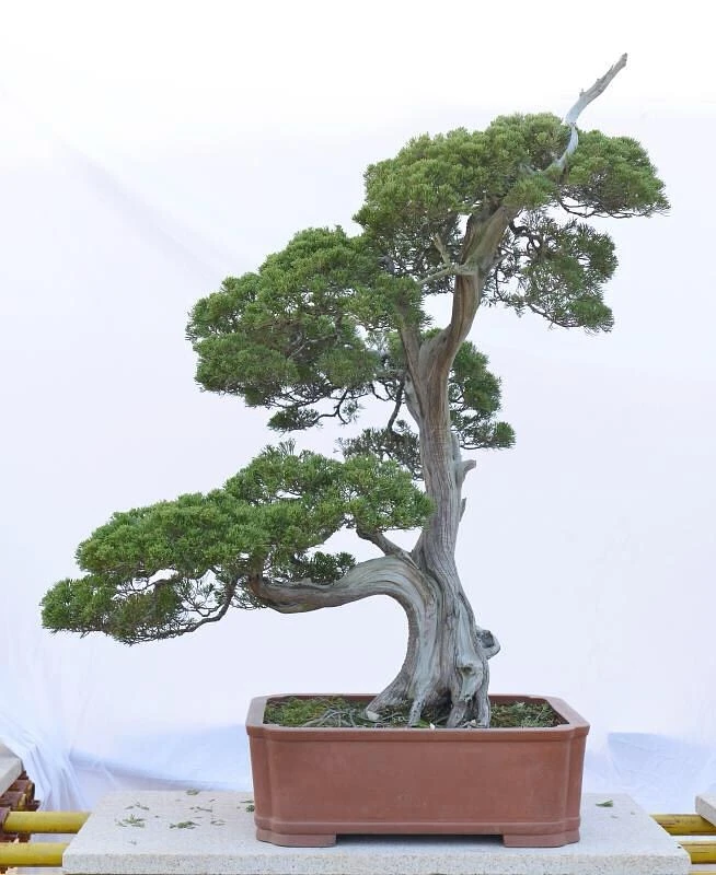 悦清盆景直播间精品济州真柏盆景一物一拍链接