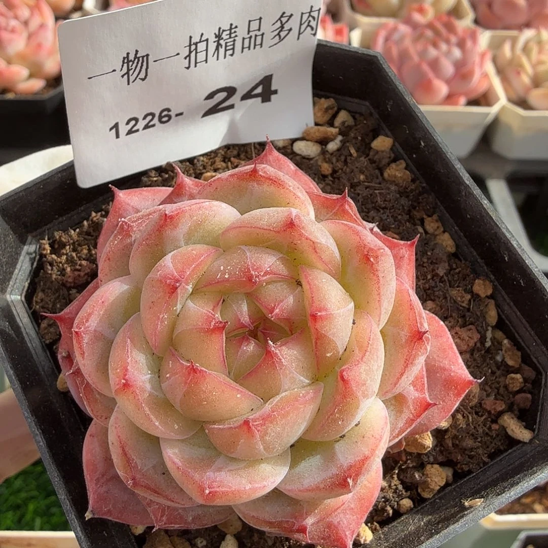 1226-24多肉一物一拍