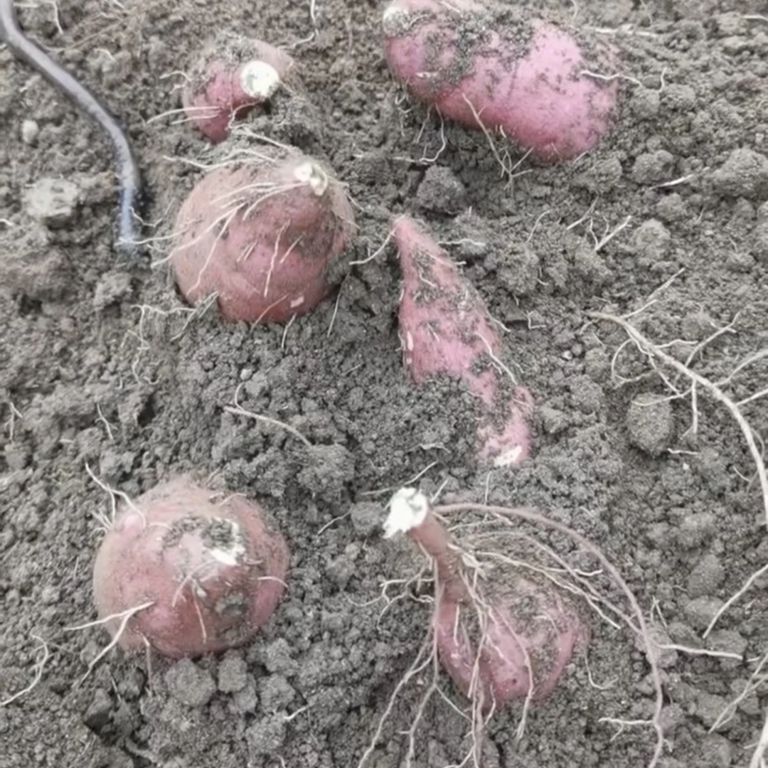 老杨寻民间好地瓜～抖音