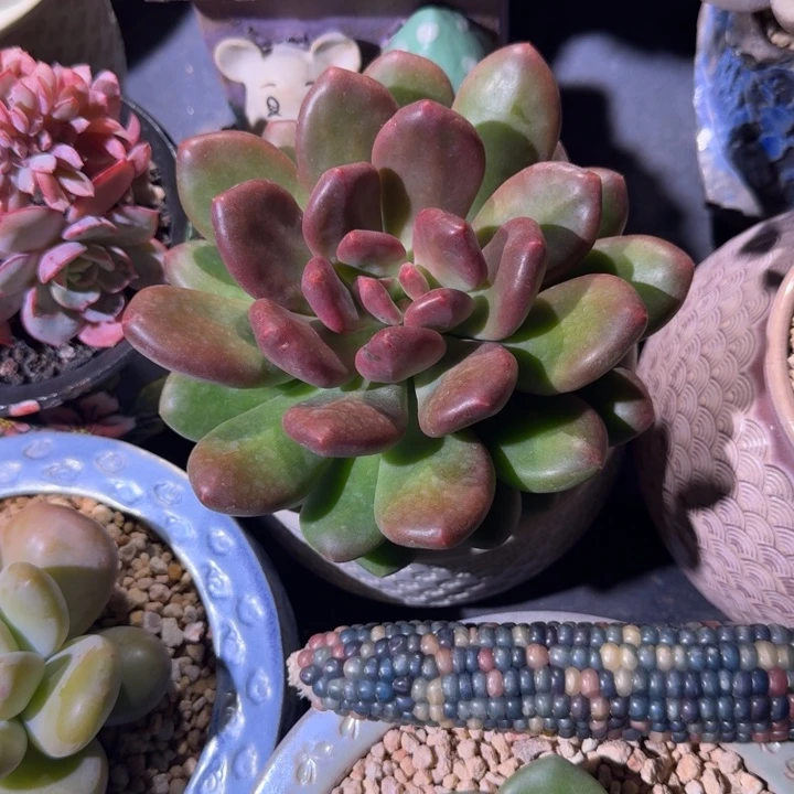 塔尔萨 单头  一物一拍