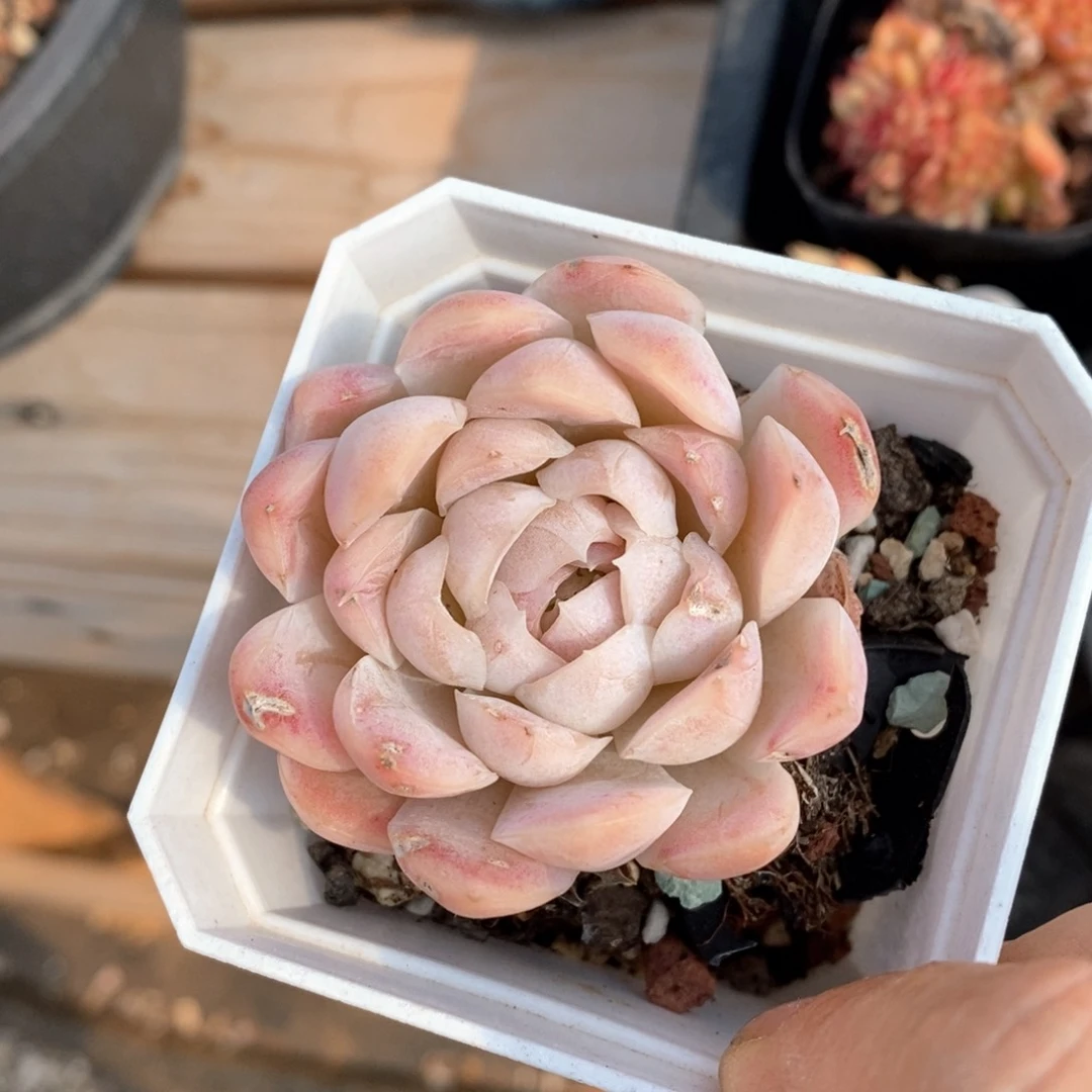 精品多肉一物一拍不包整50