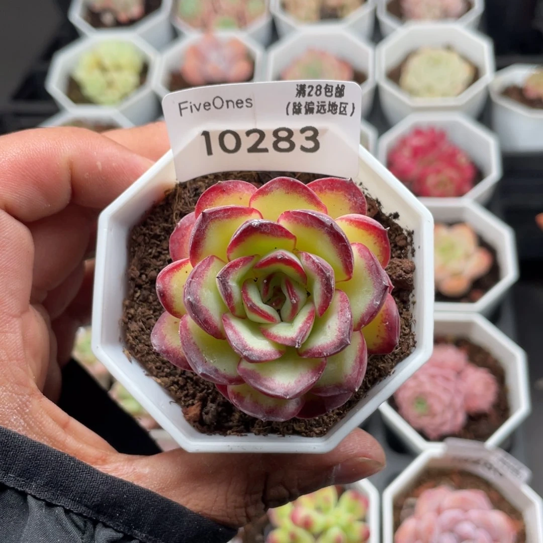 18283肉酱4.5厘米