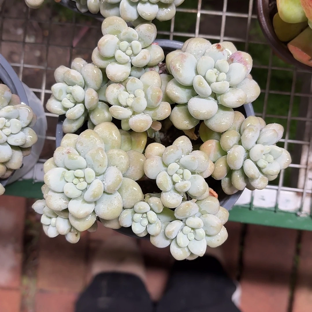 鱼泡泡新品多肉12㎝盆爆盆