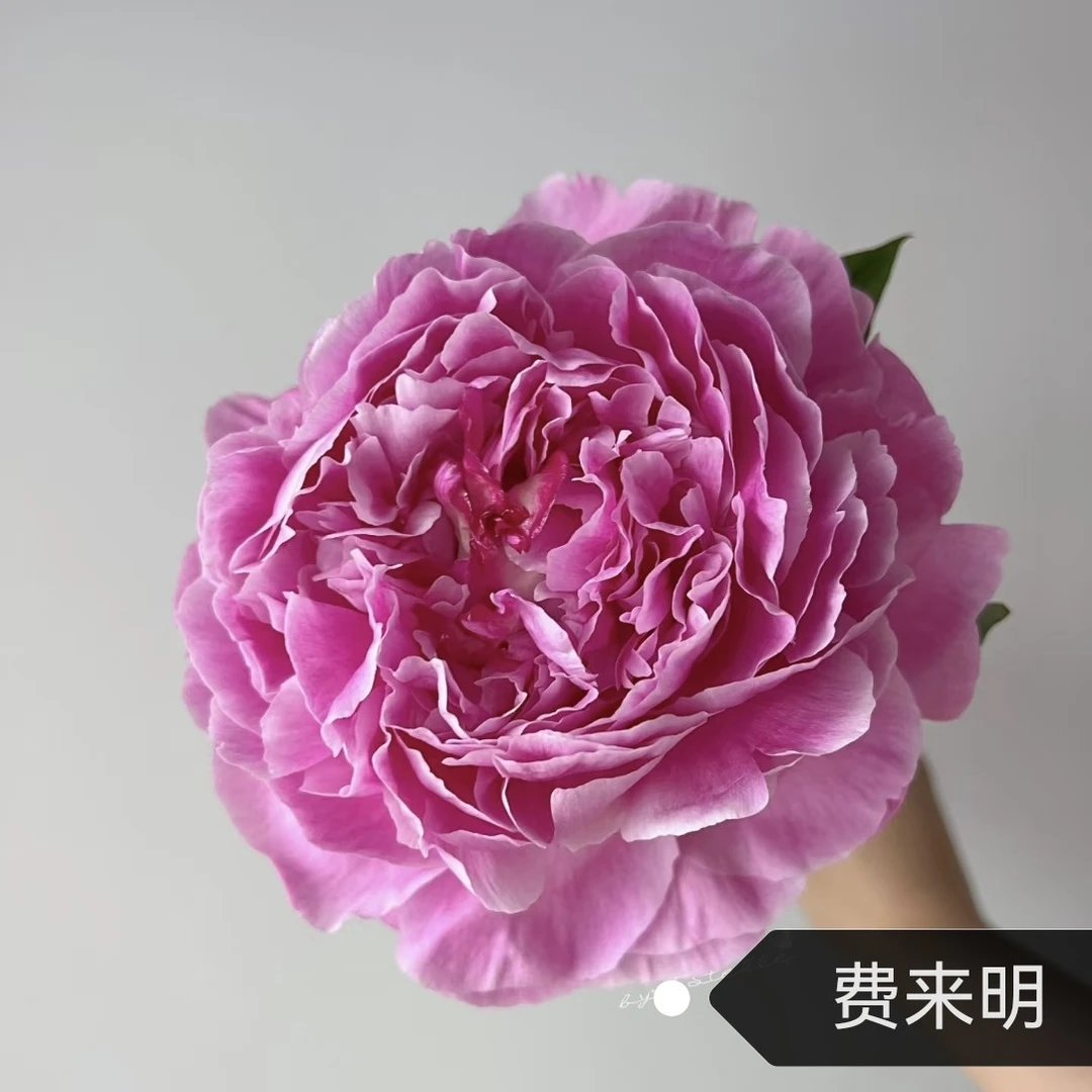 进口观赏芍药费来明