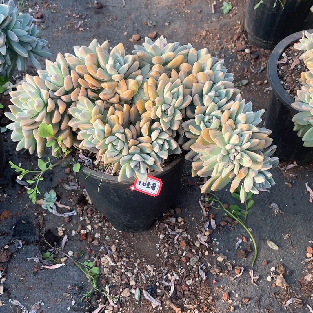 1058 淡雪缀 一物一拍多肉