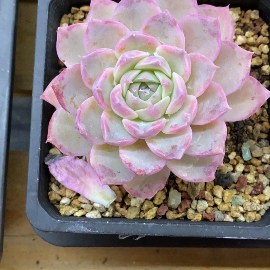 精品多肉一物一拍不包整179