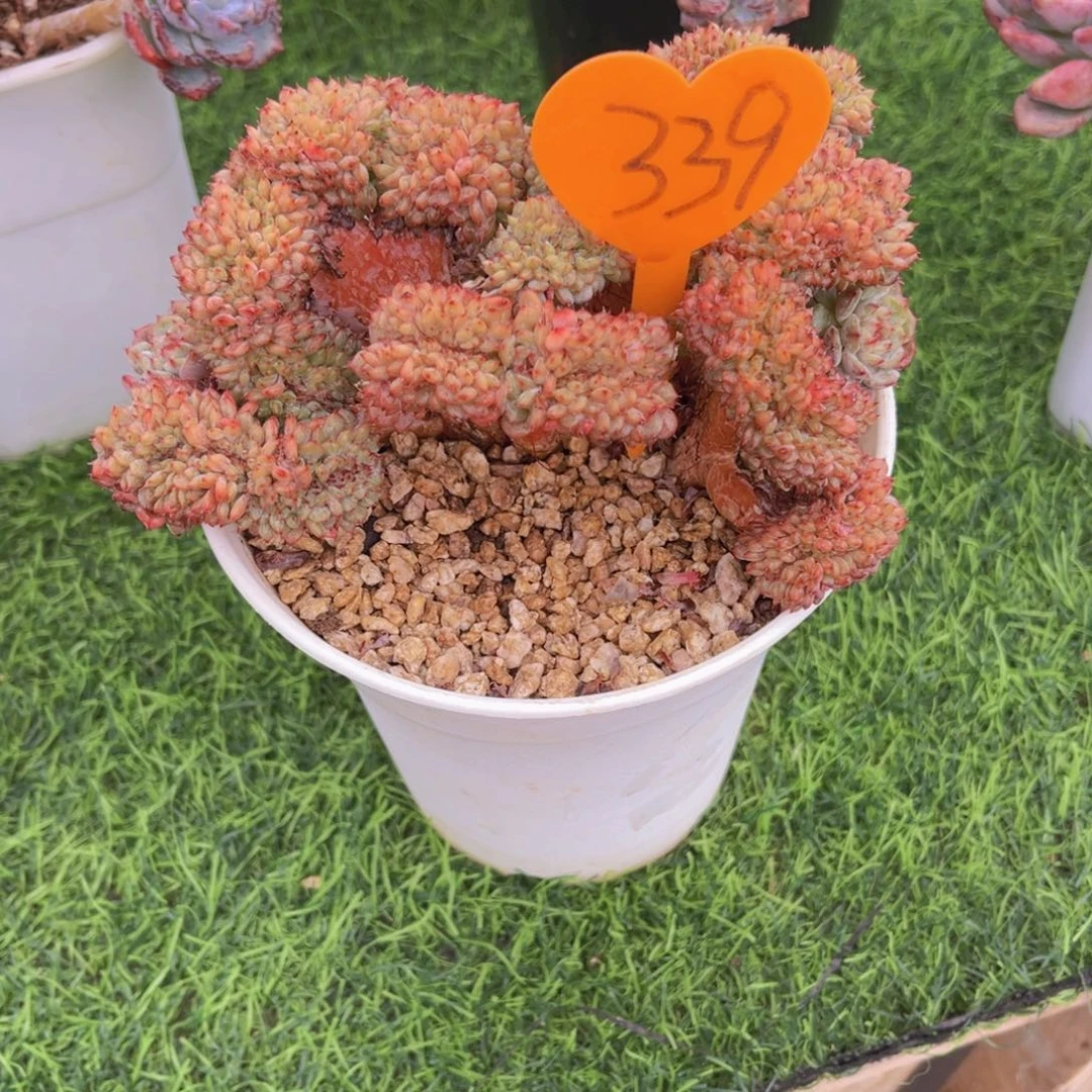葫***子339号多肉植物一物一拍