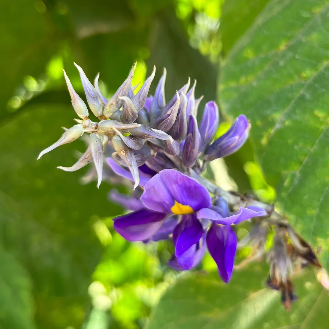 江西精选野生葛花葛藤花包邮无硫葛花养生
